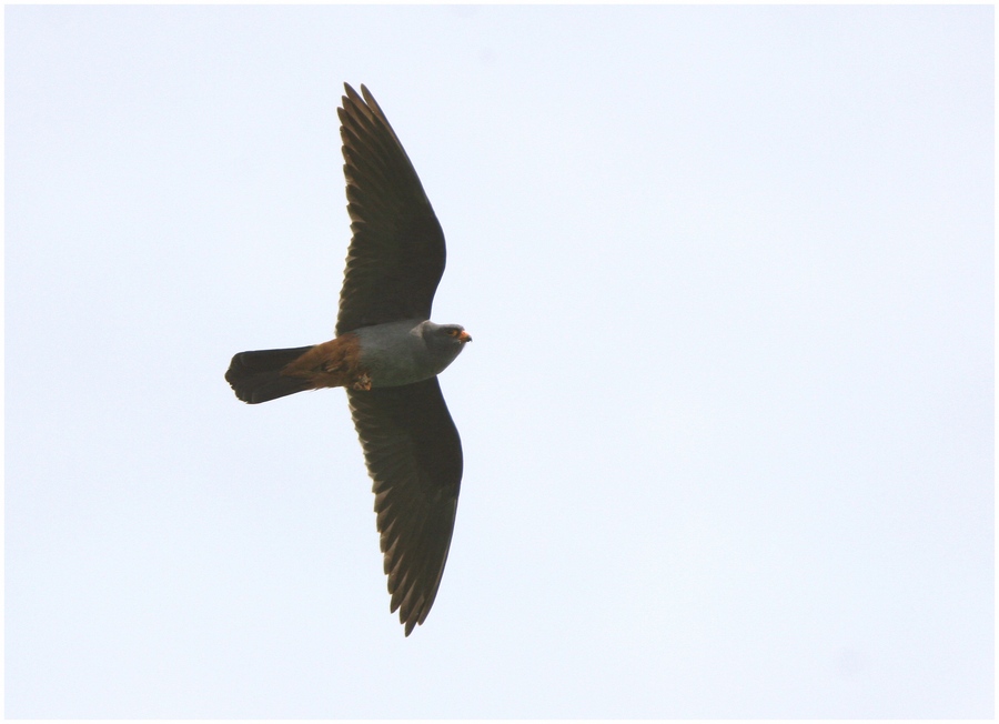 muta del falco cuculo.